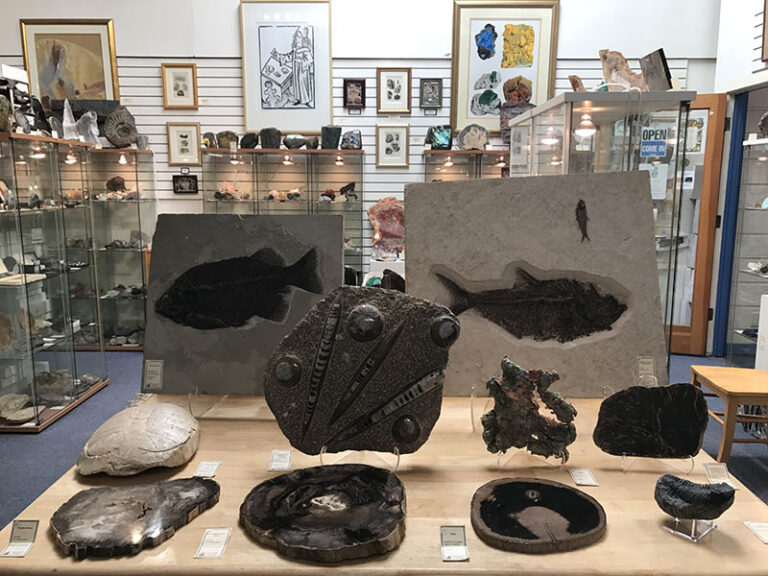 Fossils and Mineral specimens