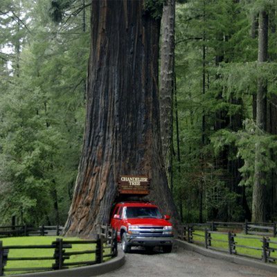 Chandelier Drive-Thru Tree