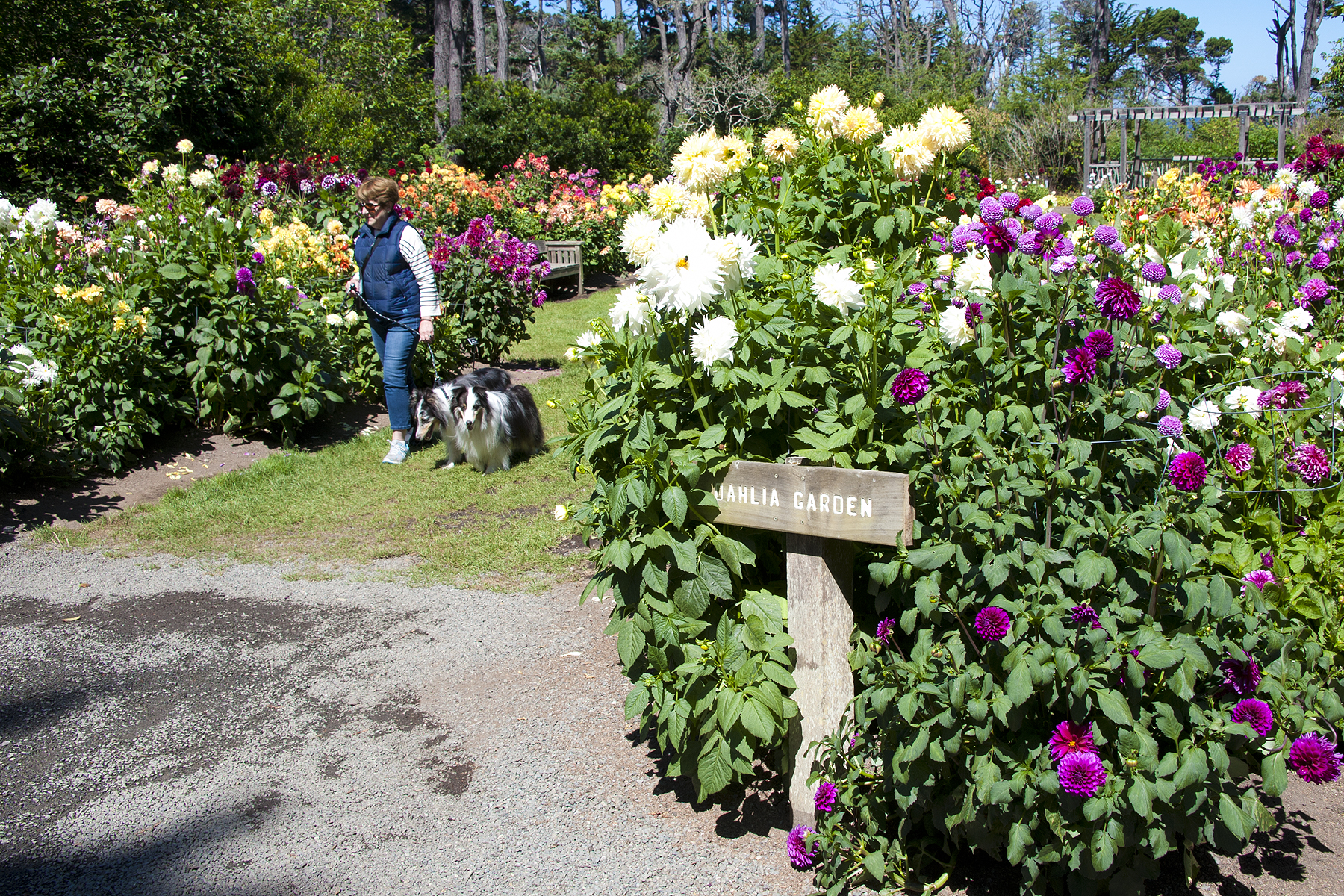 MCBGDahliaGarden