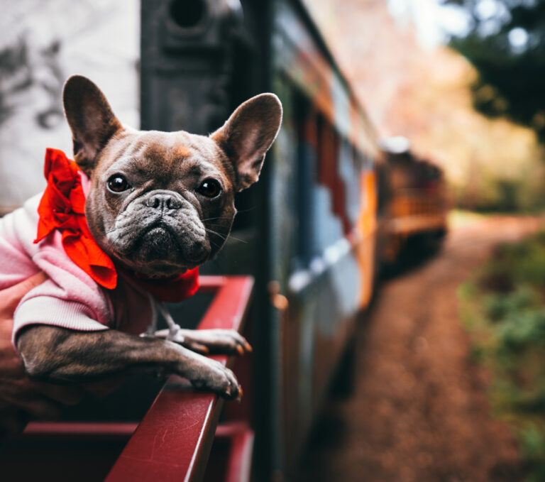 Skunk-Train-Pet-Friendly