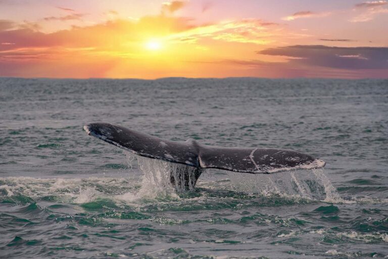 whale tail on red sunset background going down