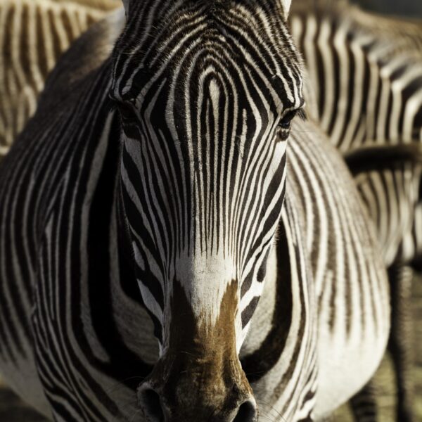 Zebra04.jpg